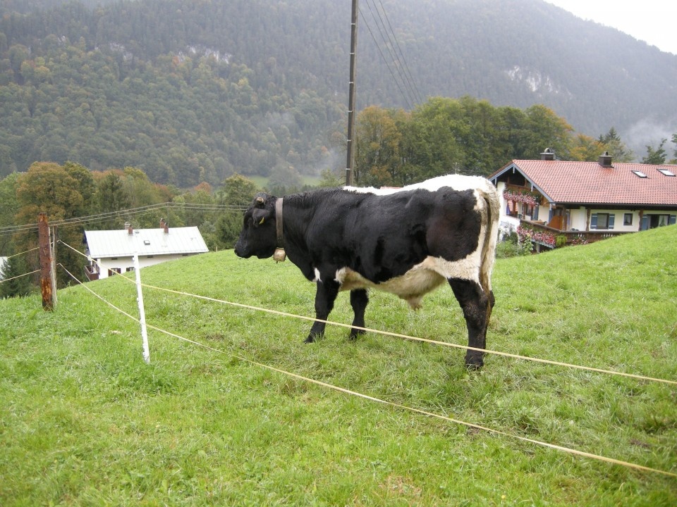 Elektricky ohradnik