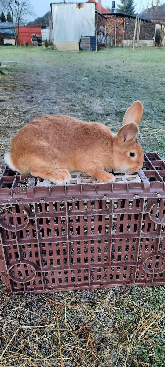 Králiky
