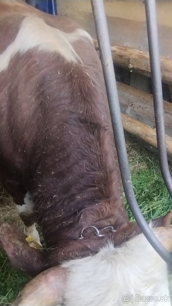 Býk