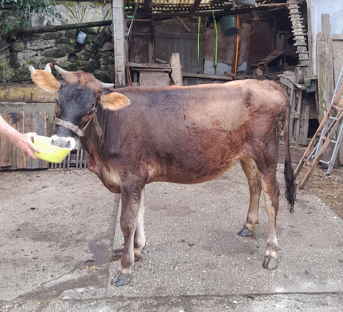 Predám Jersey