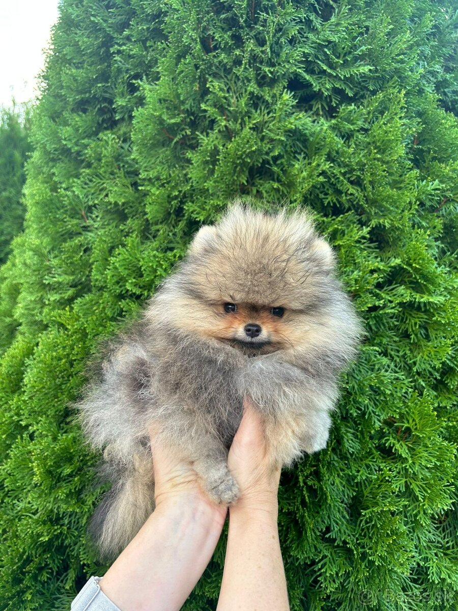 Pomeranian s PP, Chovatelská stanica Nucháčik poms