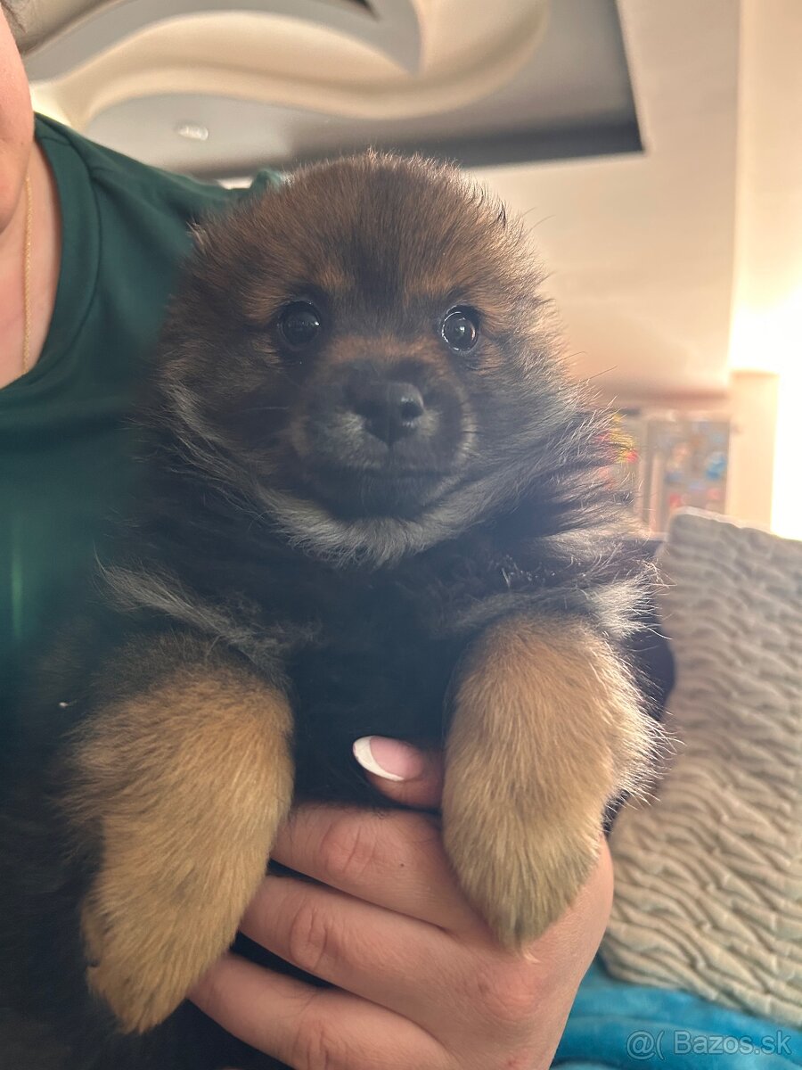 Šteniatká pomeranian