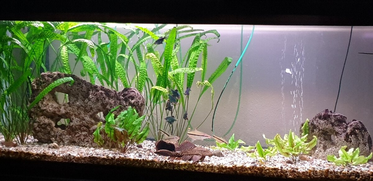 Akvarium