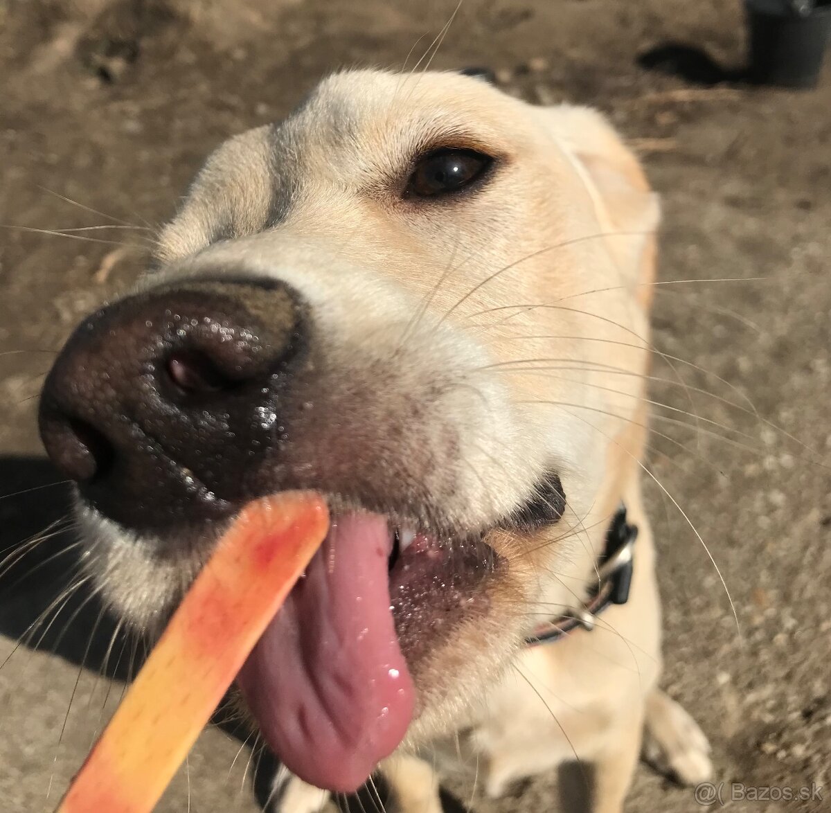 miešaní labrador retriver