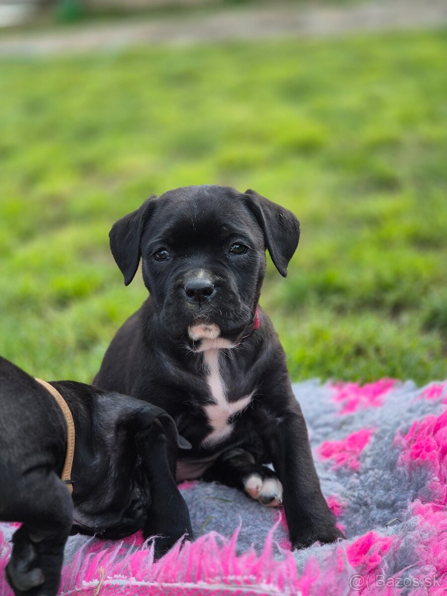 Cane corso s PP