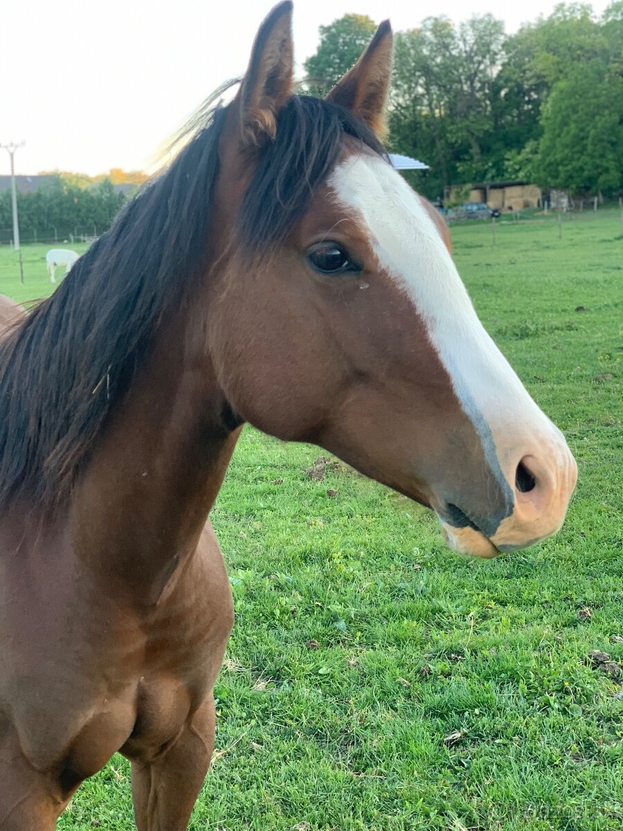 Qh