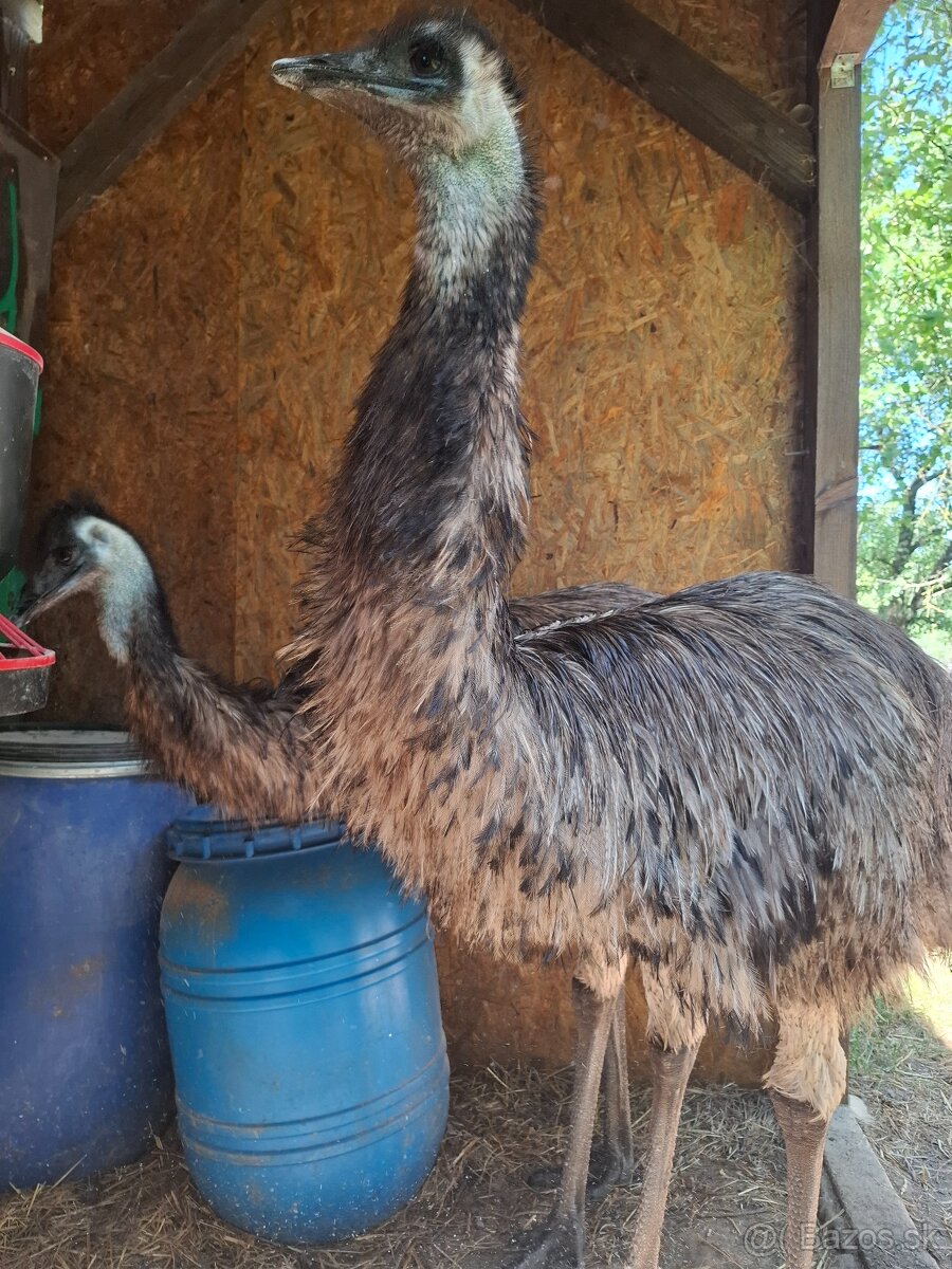 Emu,pstros