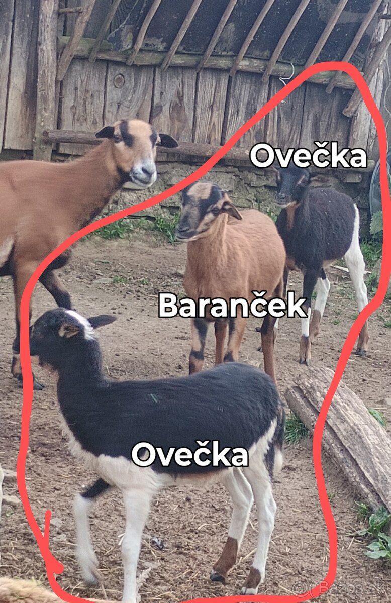 Predám jahňatá kamerunskej ovce