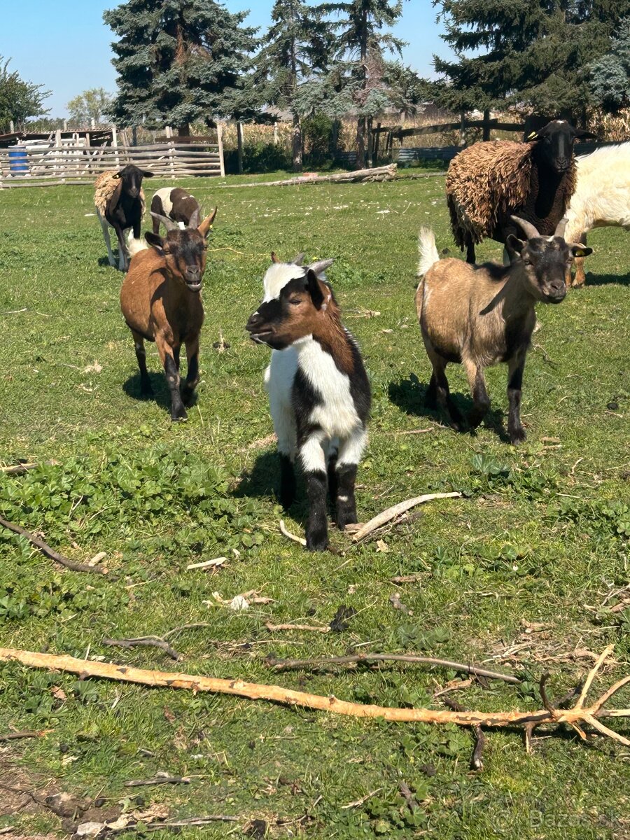 Capko