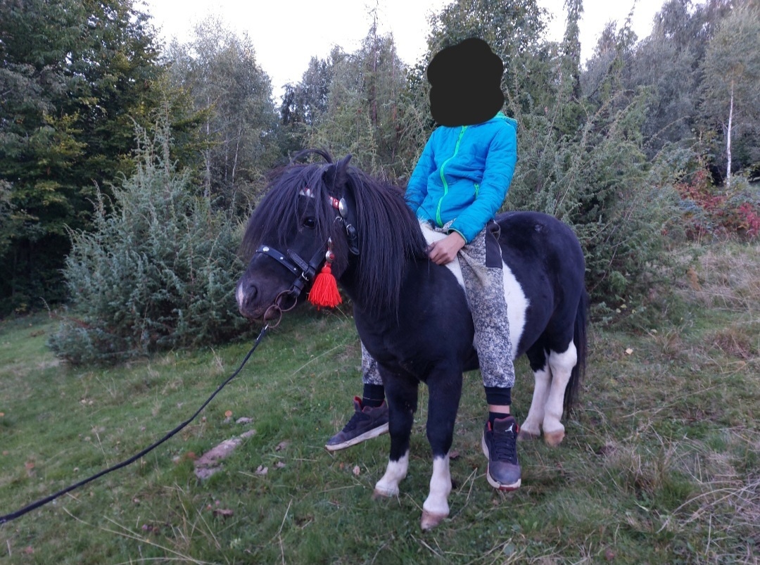 Predám ponika žrebča