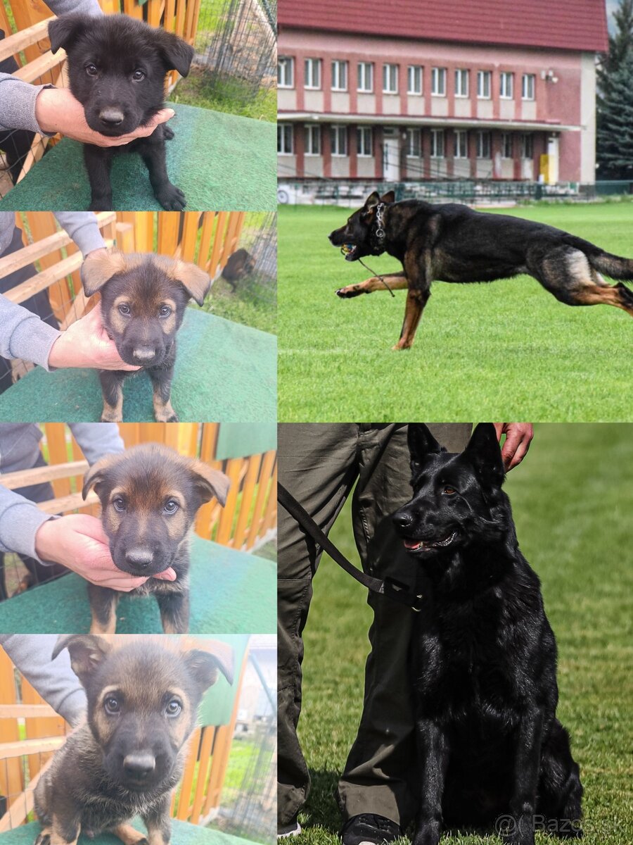 Nemecký ovčiak s PP