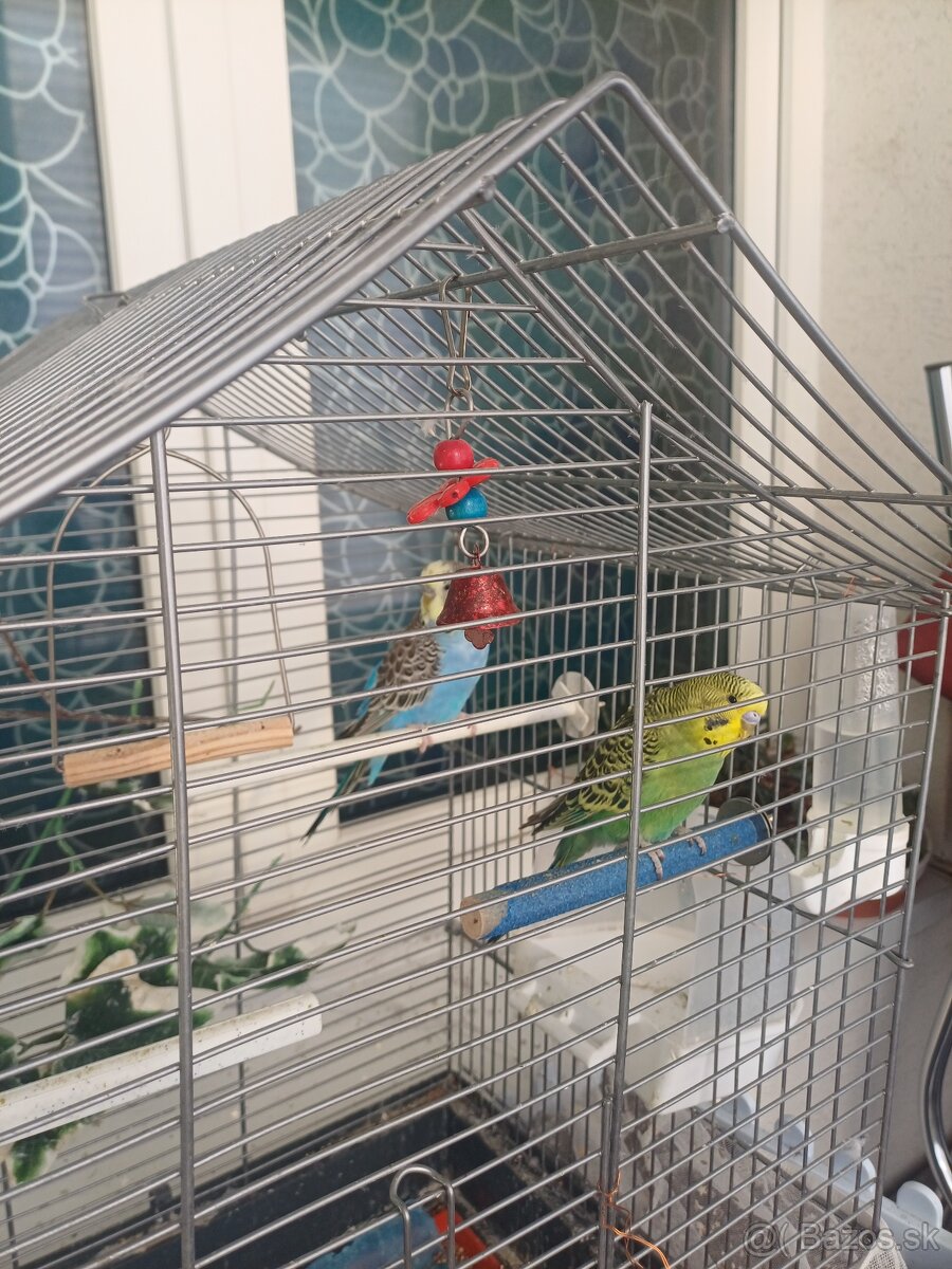 2x andulka + klietka