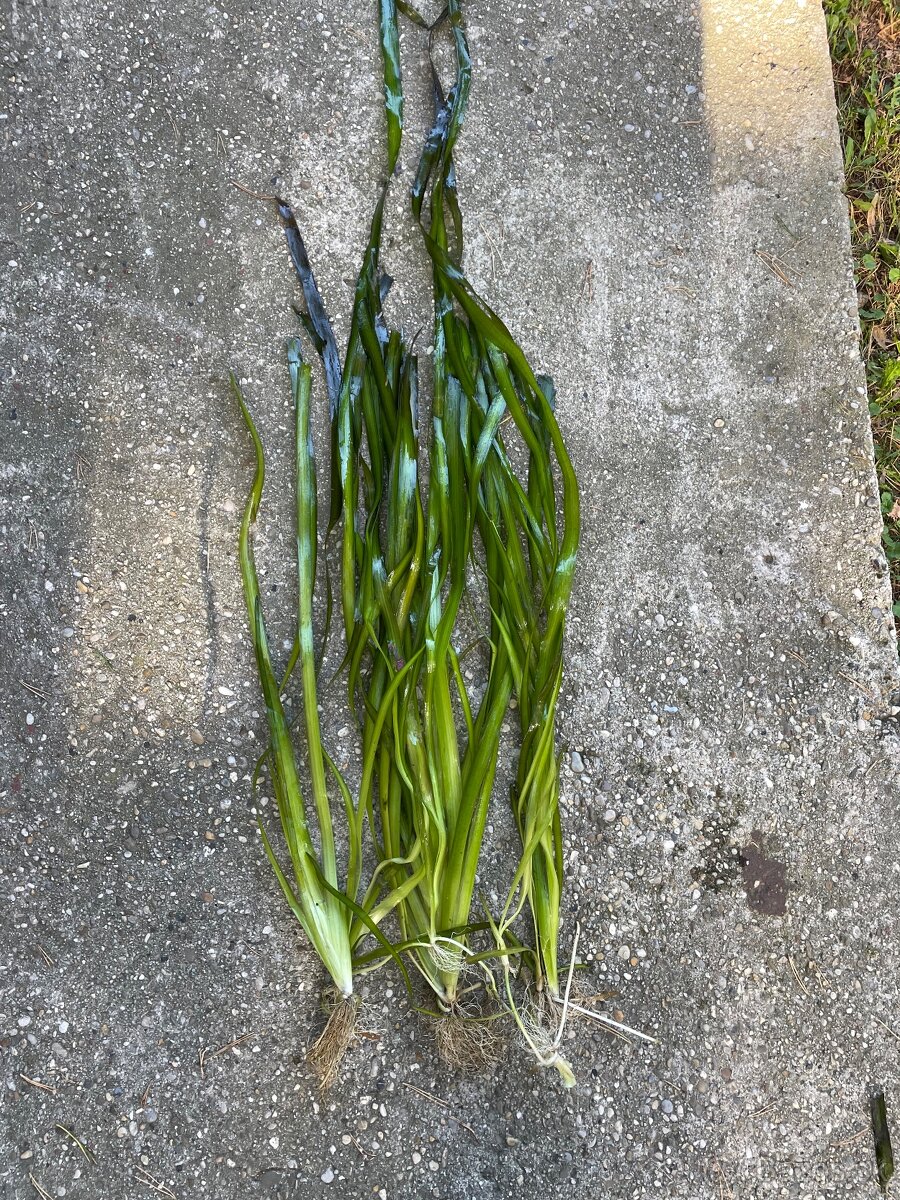 Valisneria gigantea, Crinum calamistratum, Nymphoides Taiwan