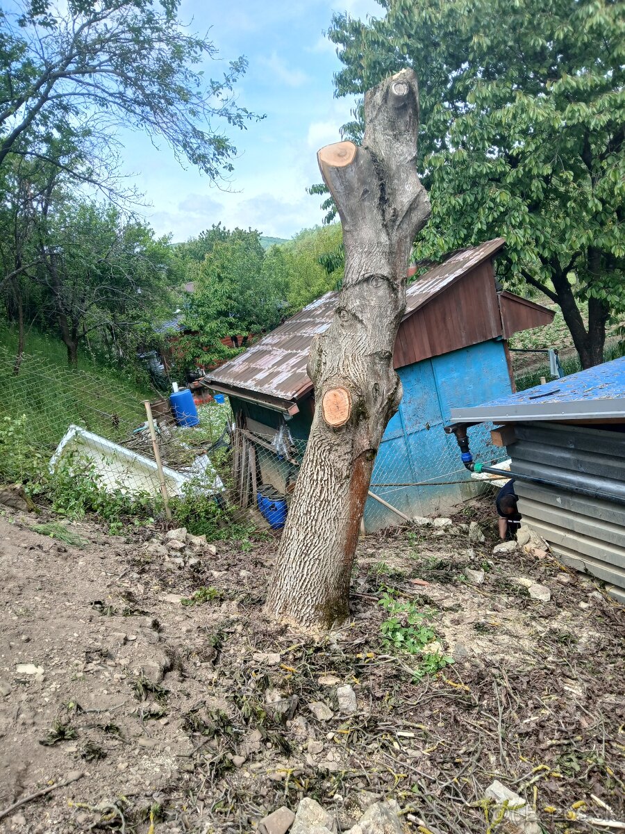 Orechové drevo