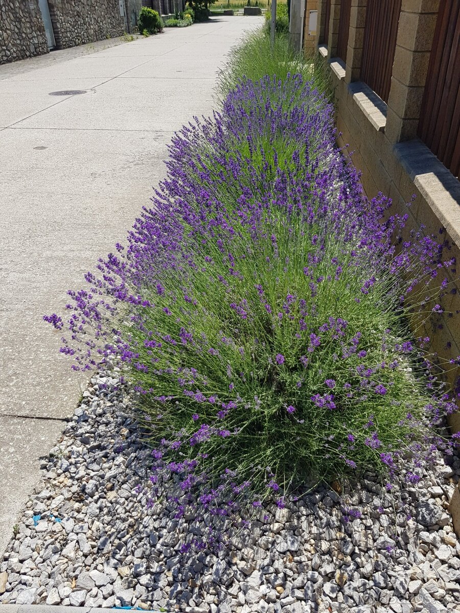 Levandula