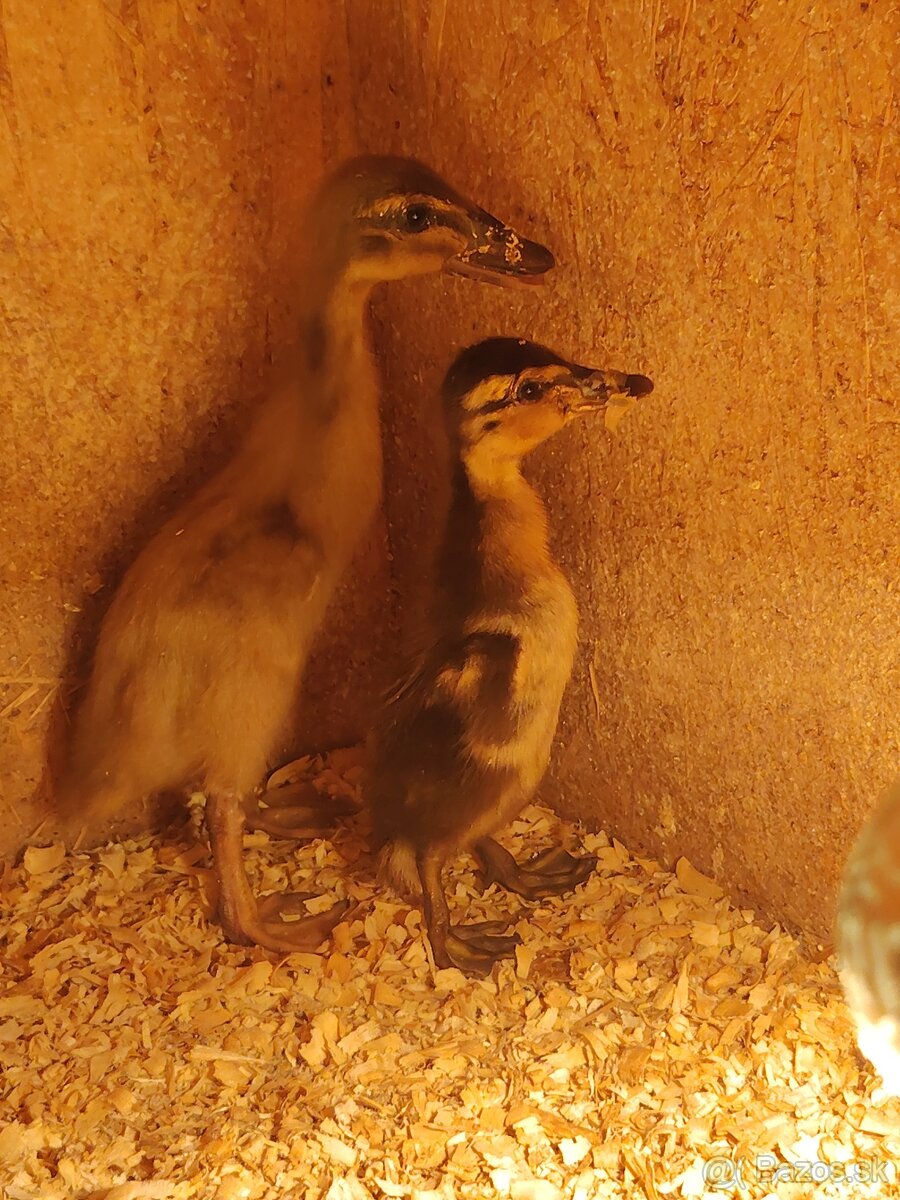 Indický bežec