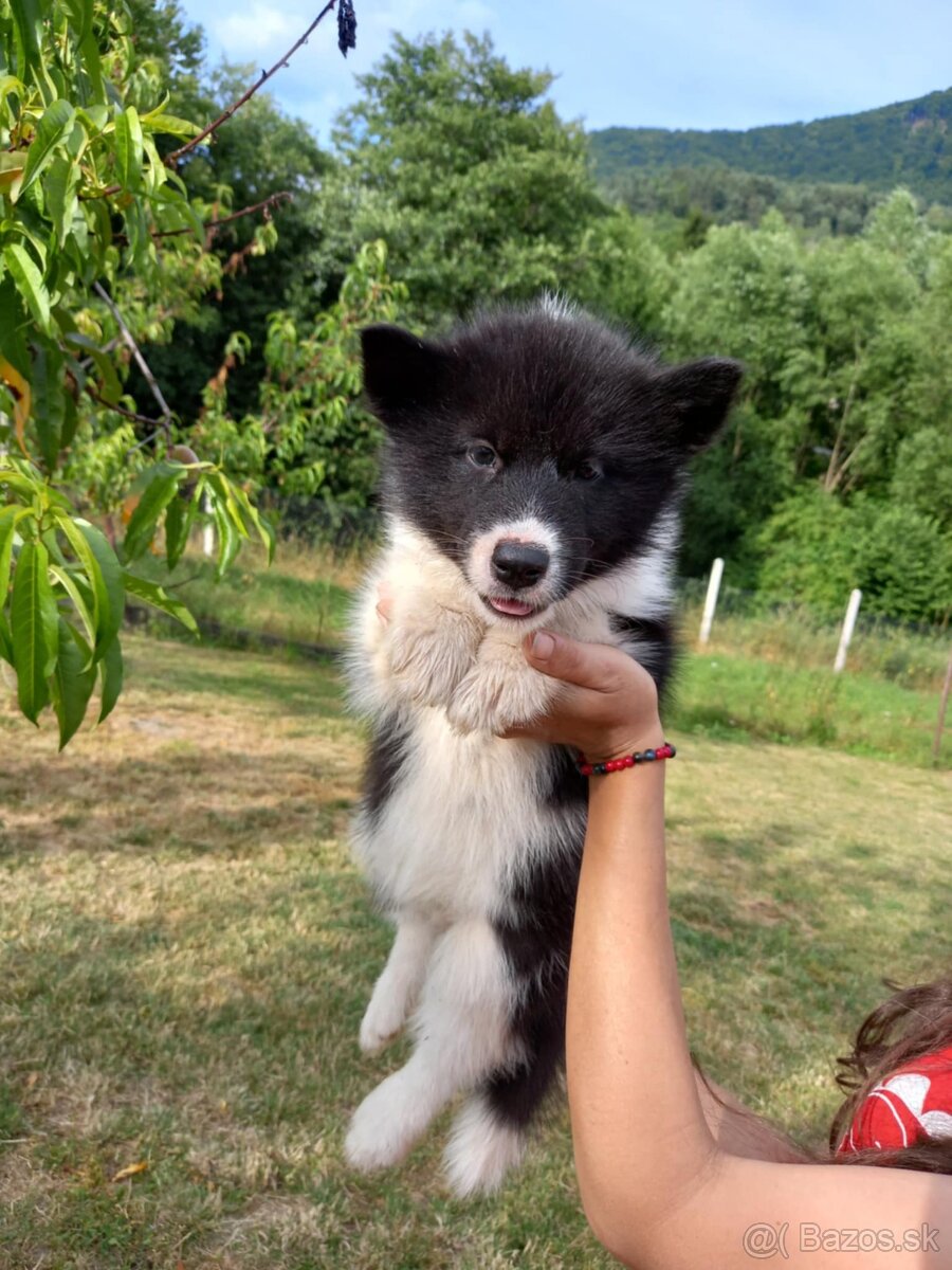 Sibírsky husky/Kanadsko eskimacky pes s PP