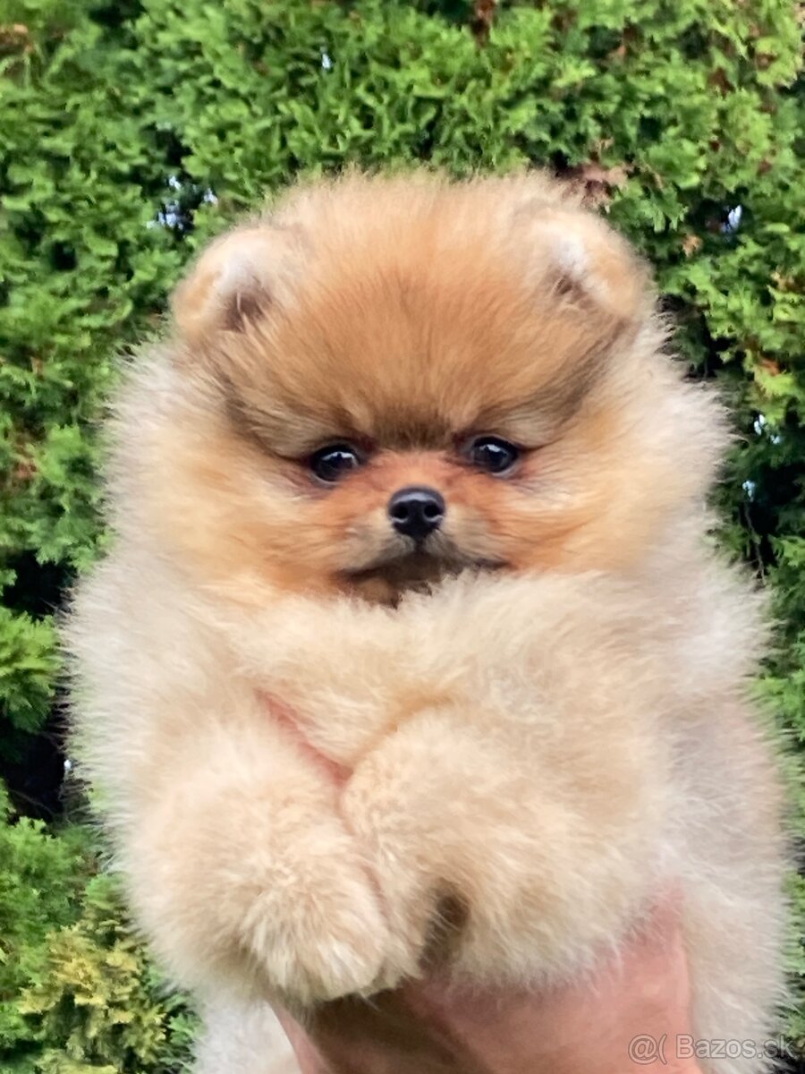 Pomeranian s PP FCI