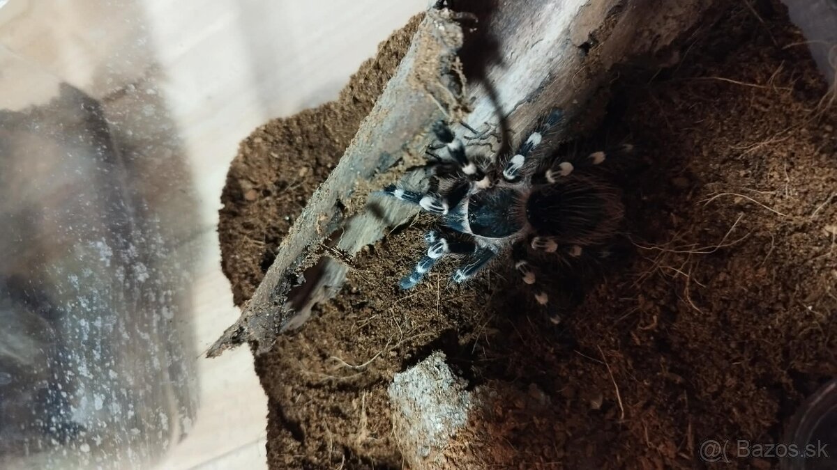 🕷️ Predam vtackarov