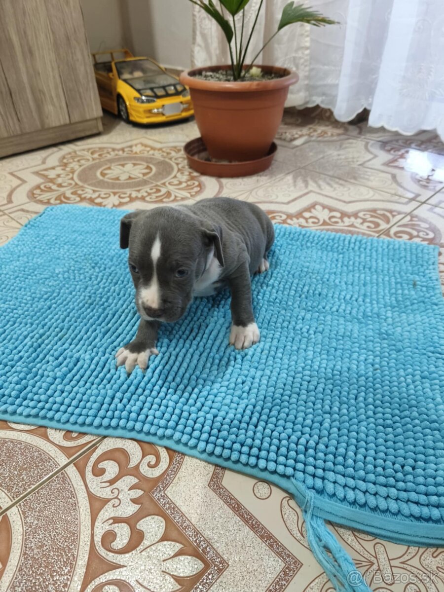 Americký stafordširsky teriér