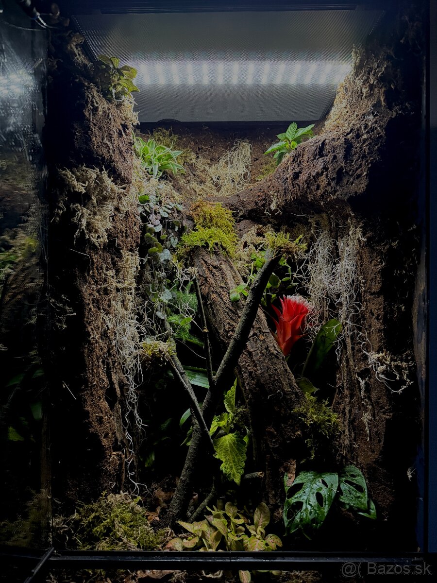 Teráriá- Terarijne zvierata.