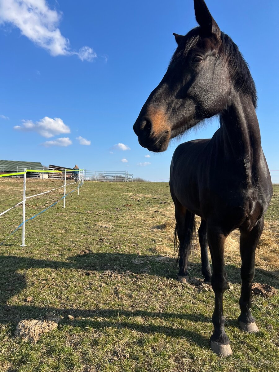 Pastvinové ustajnenie