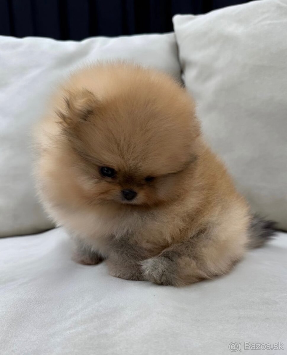 Pomeranian dievčatko