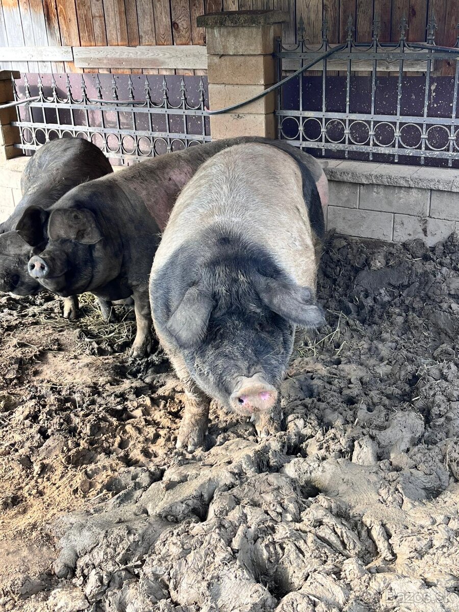 Predám alebo vymením preštické prasatá