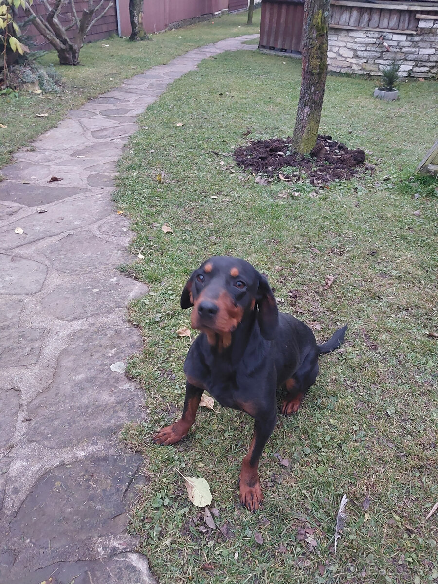 darujem fenku slov.kopova