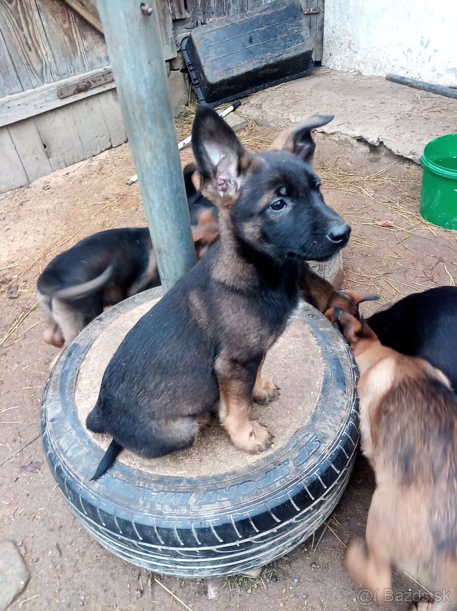 Nemecky ovciak steniatka - predam