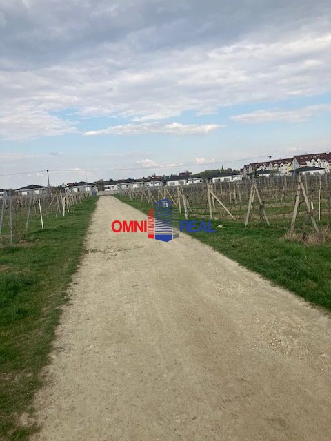 Obrábaný vinohrad Pezinok lokalita Pánsky chodník - Vimpergy