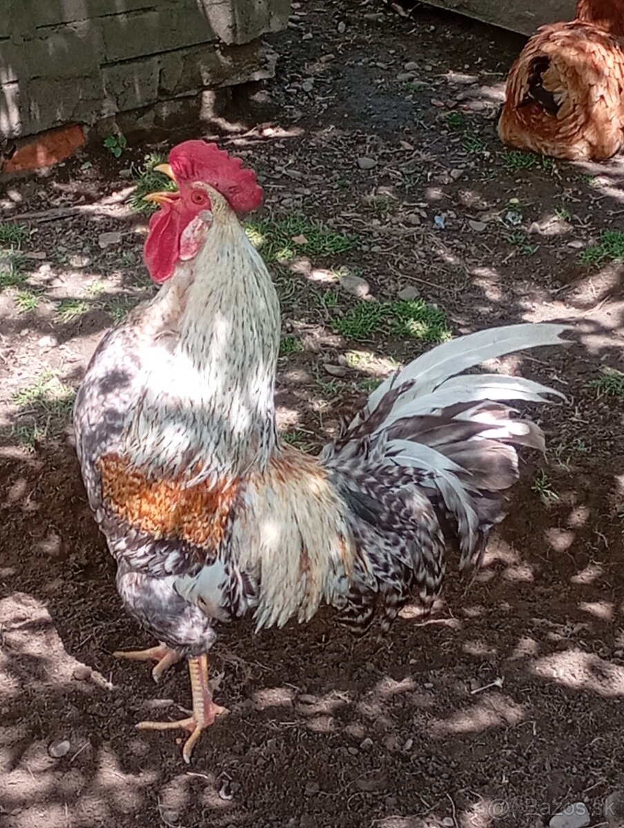 Na predaj