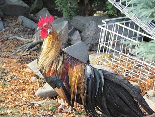 Kúpim kohúta fenix