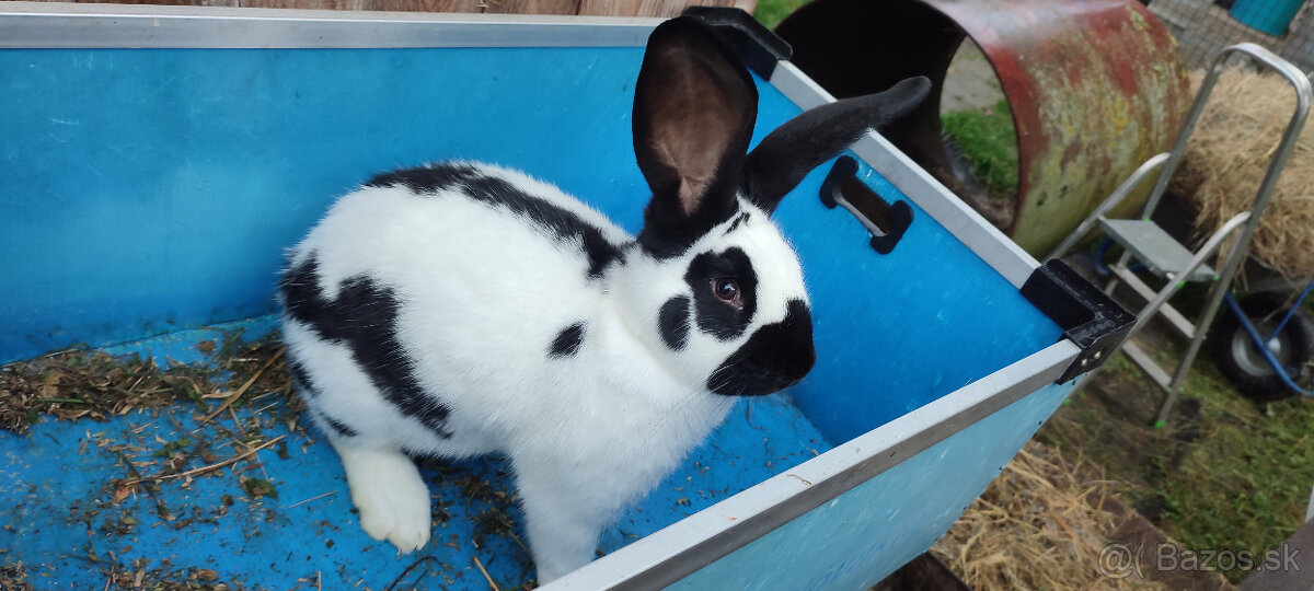 Predám zajacov NOS