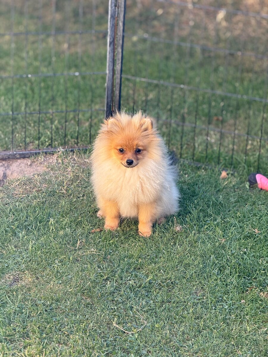Pomeranian s PP