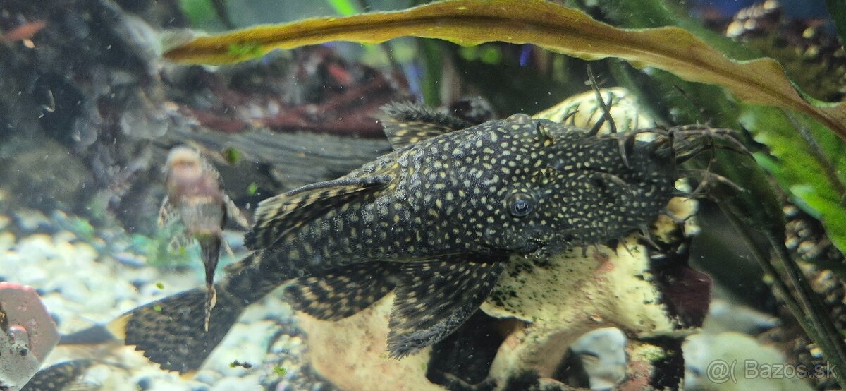 Predám prísavníkov obyčajných - dospelé jedince -samce