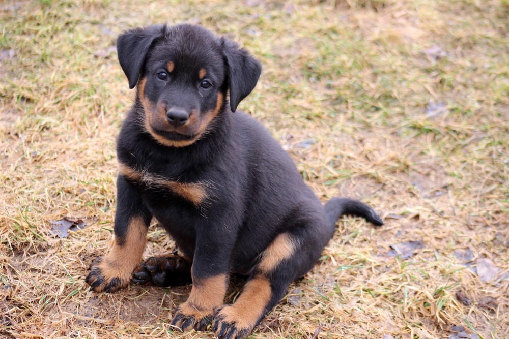 Beauceron - francouzský ovčák s PP (FCI)