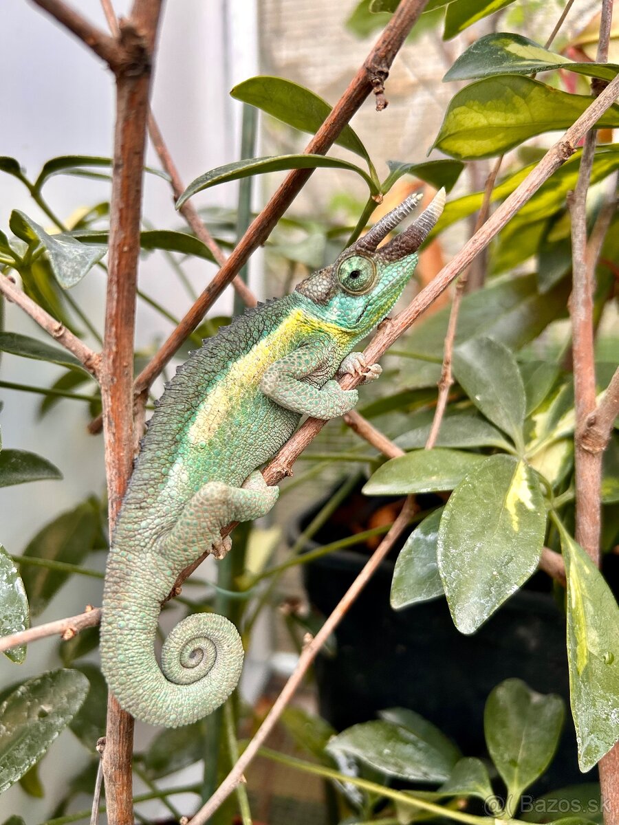 Chameleon Trioceros jacksonii jacksonii