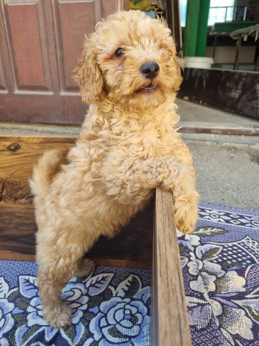 Pudlik