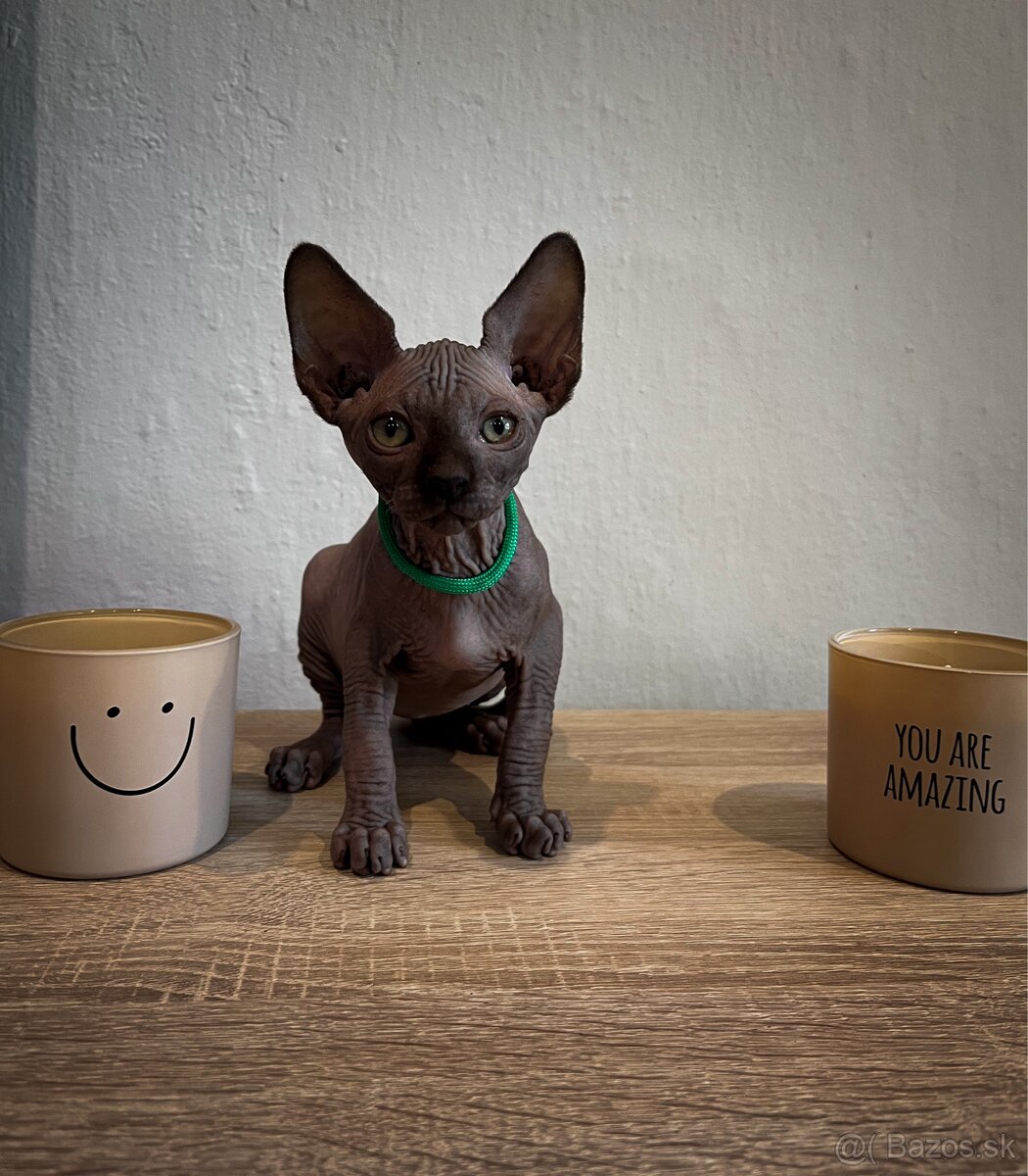 Kanadský Sphynx