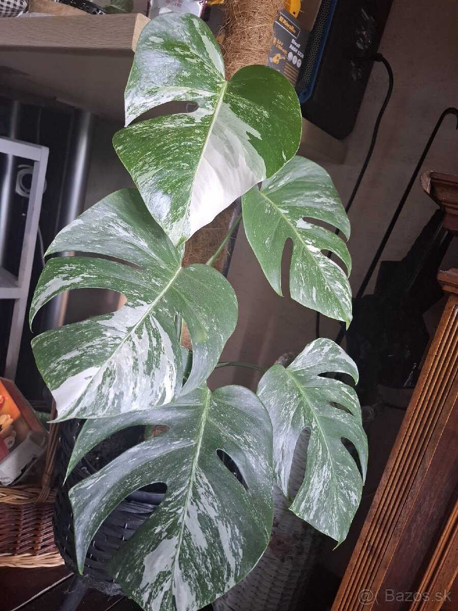 Monstera albo