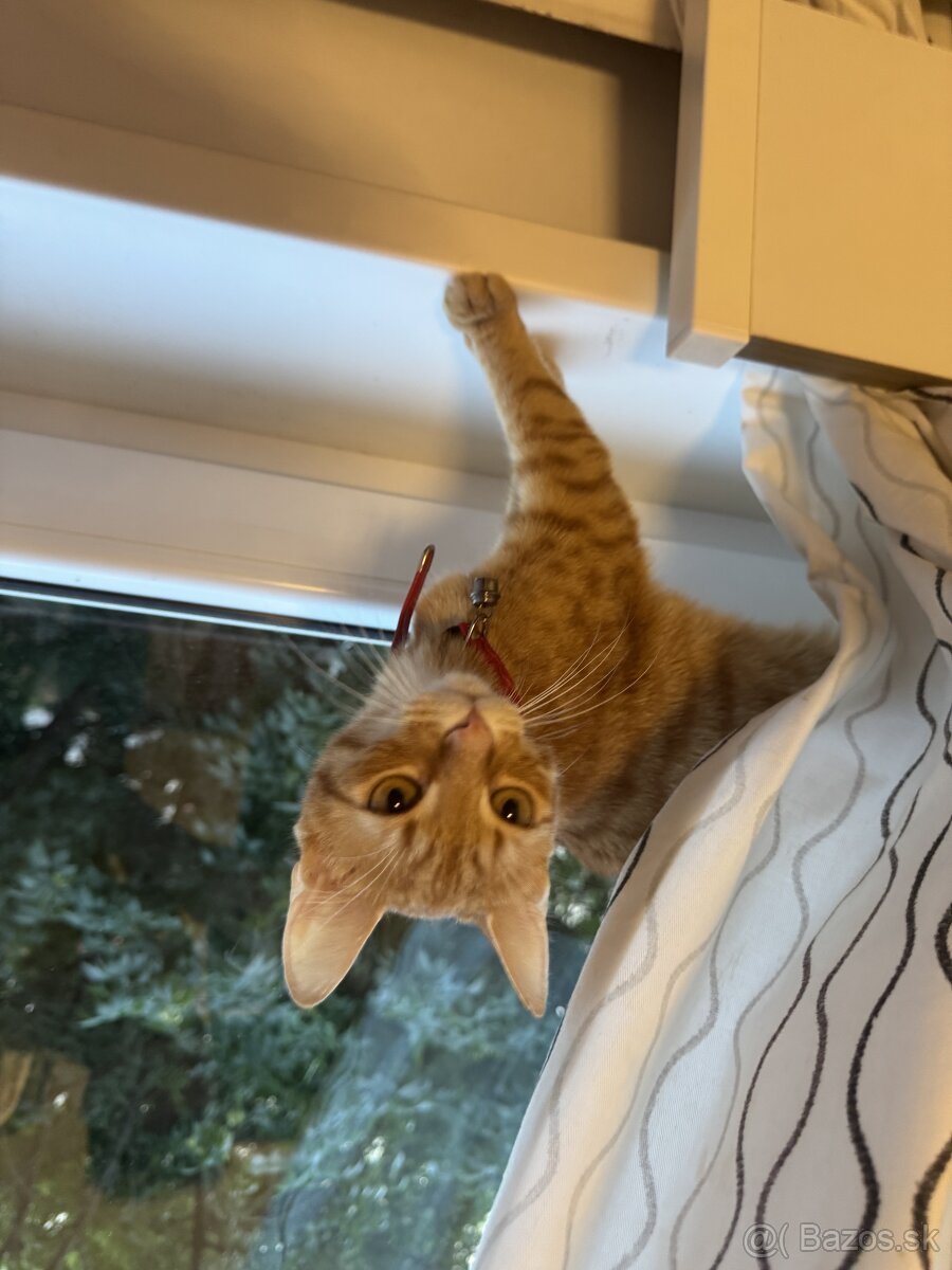 Kocurik