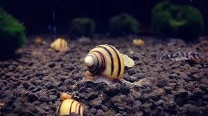 Mini ampulária špirálová - slimáky spixi