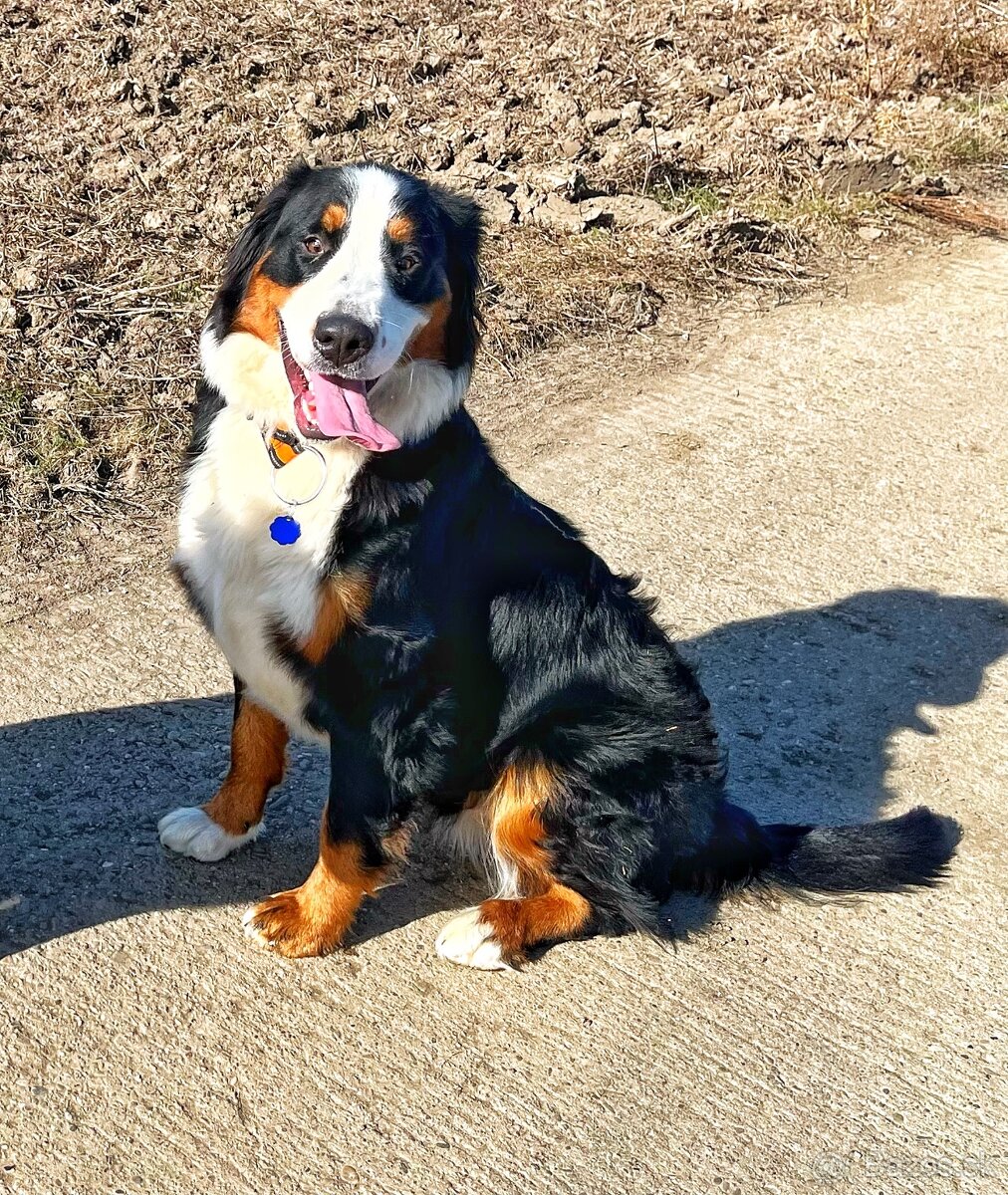 Bernsky salasnicky pes