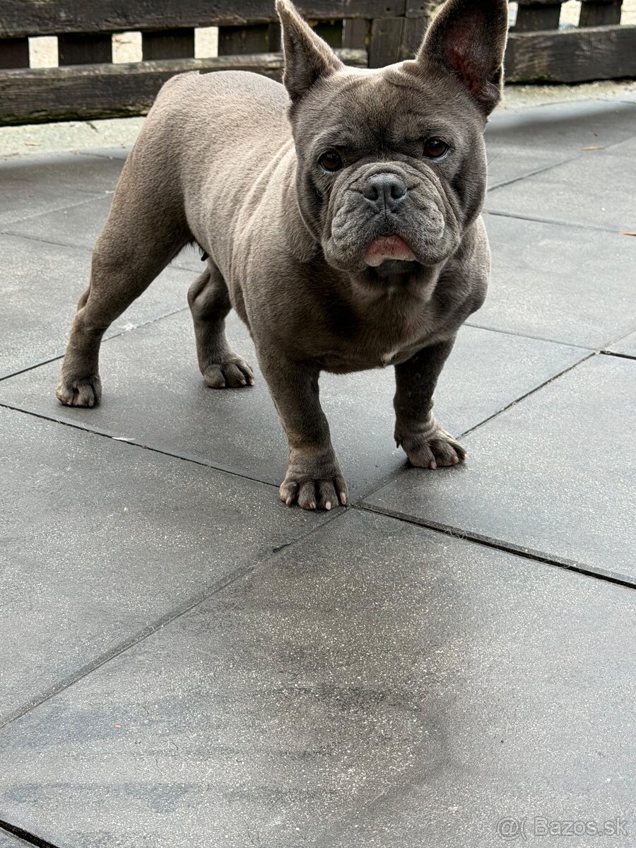 Francúzsky buldocek