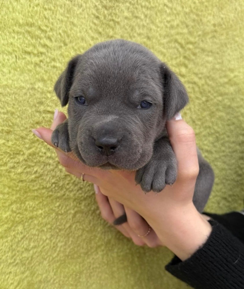 Výnimočné šteniatka americký bandog s PP k odberu