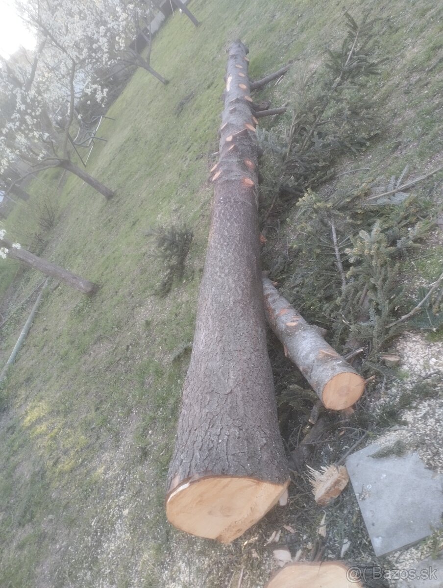 Predám kmeň