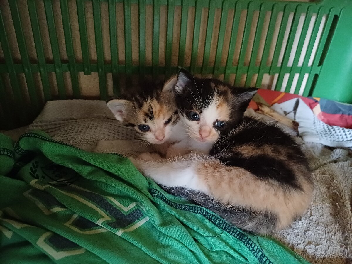 Maciatka