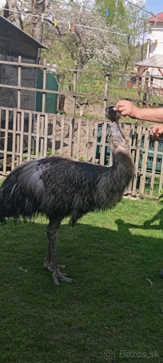 Pštros EMU