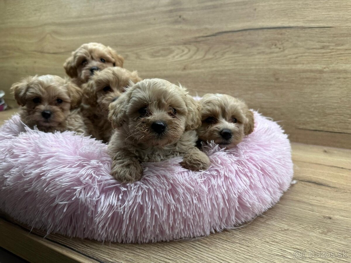 Maltipoo